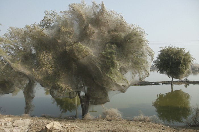 tree-cocoons5[2].jpg